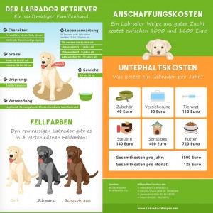 Labrador anschaffen: Worauf Muss Man Achten? 3