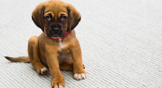 Erstausstattung Für Hundewelpen