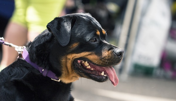 hund soll grundstück bewachen