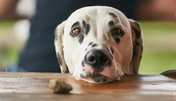 Hund Betteln Abgewöhnen: Die Beste Lösung