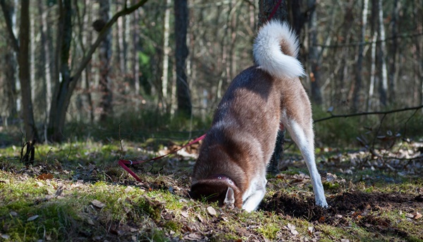 Hund buddelt überall