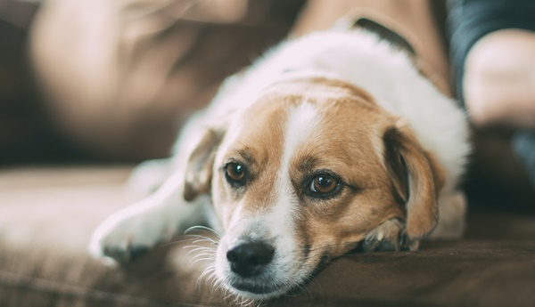 Körpersprache Des Hundes Verstehen