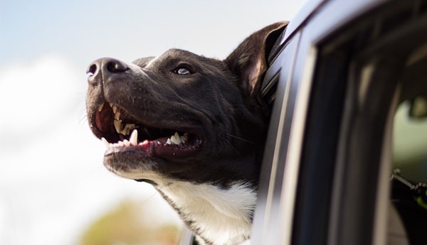 hund an das auto gewöhnen