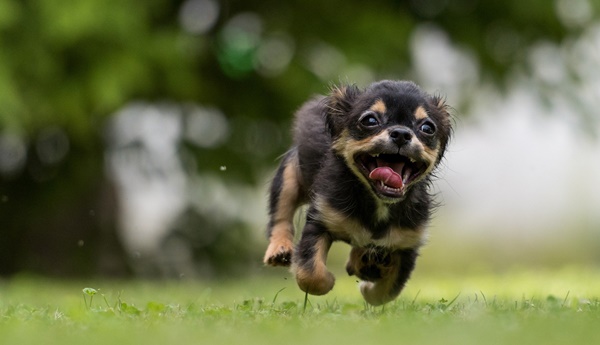 agila hunde versicherung