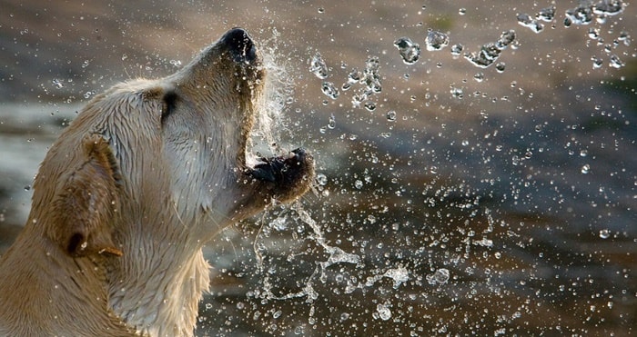 labrador anschaffen