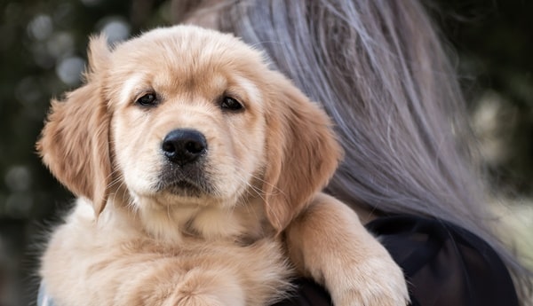 wie erzieht man hundewelpen