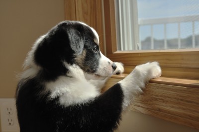 Trennungsangst Bei Hunden