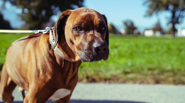 hund an die leine gewöhnen