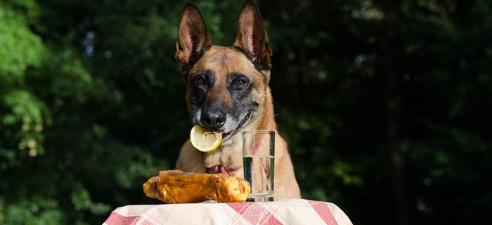 Hunden Tricks Beibringen: TOP Trainingsmethoden 3