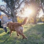 hunde clicker training anleitung