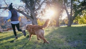 hunde clicker training anleitung