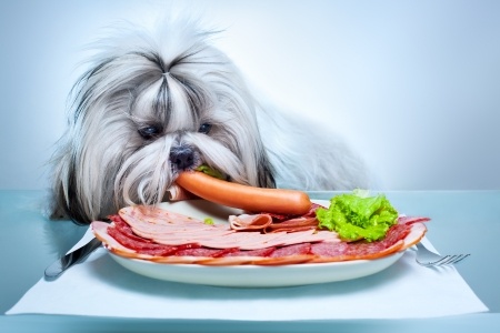 Hundefutter Selber Kochen: Anleitung & Beispiele
