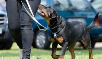 Aufgedeckt: Die Besten 6 Hundetraining Tipps