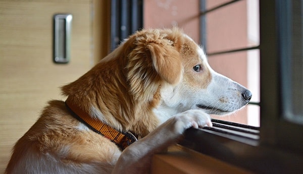 trennungsangst beim hund tipps