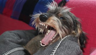 hundeprobleme lösen