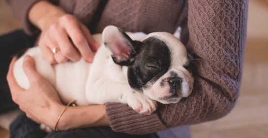 Hund beim Tierarzt beruhigen Tipps