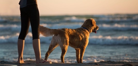 jagdtrieb kontrollieren hund