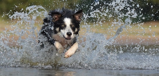 jagdtrieb hund was tun