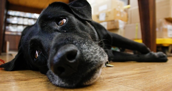 Hundegeruch Beseitigen & Neutralisieren Ohne Rückstände
