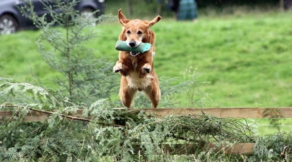 hundesport gegen langeweile beim hund