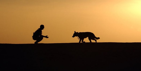 hund stopp kommando trainieren