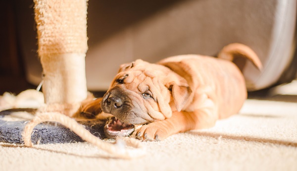 hund knabbert möbel an