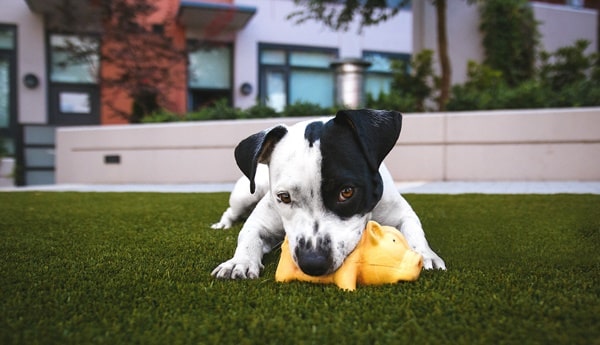 Spielzeuge Für Hunde Gegen Langeweile: Empfehlungen