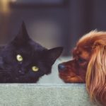 hund und katze anfreunden