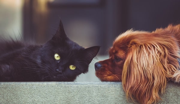 hund und katze anfreunden