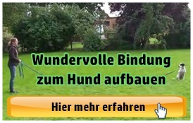 hundetraining-online