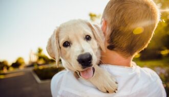 hund springt menschen an