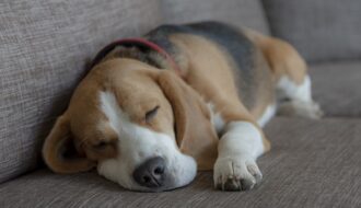 hund springt auf sofa